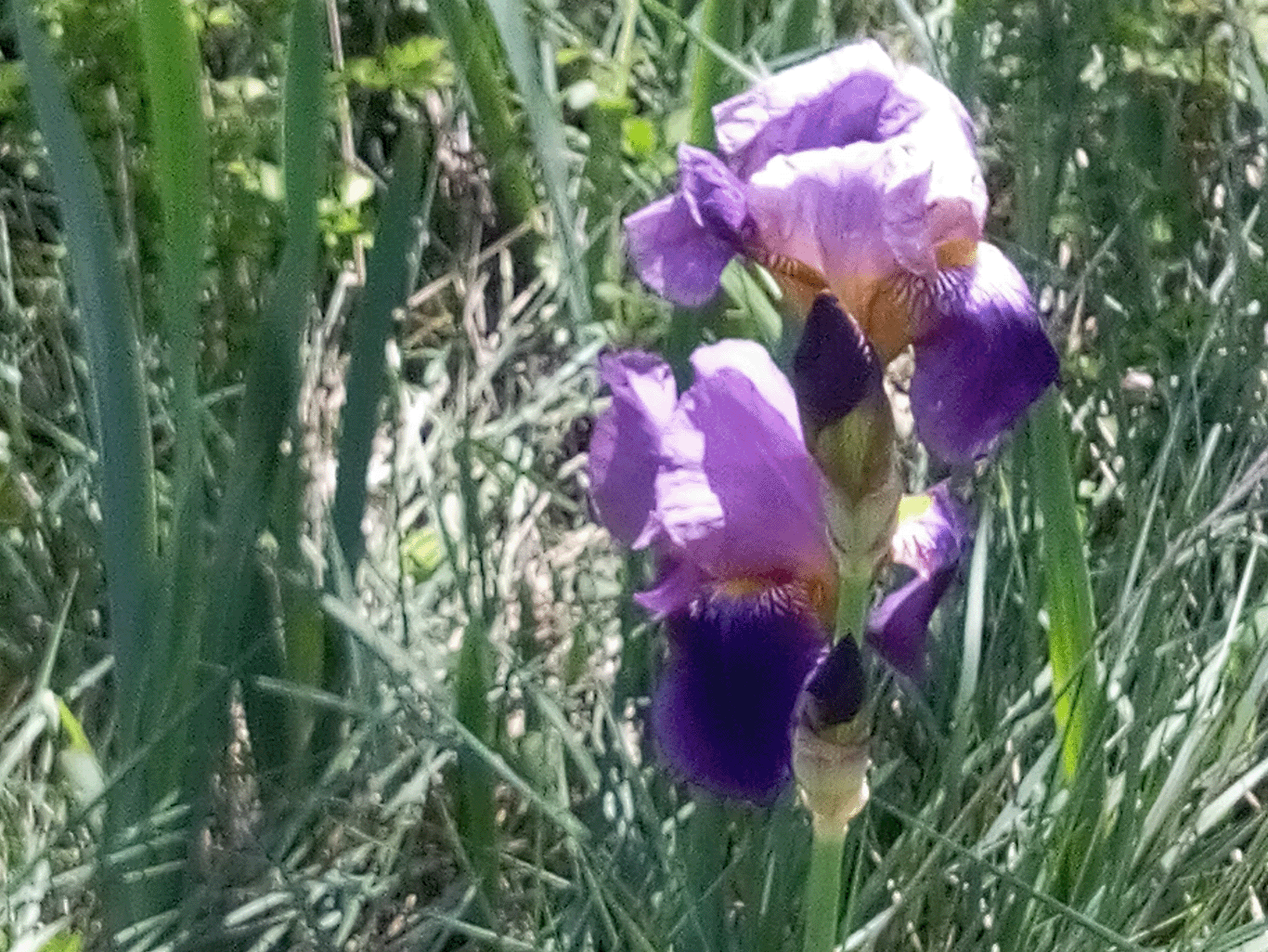 iris jardin3