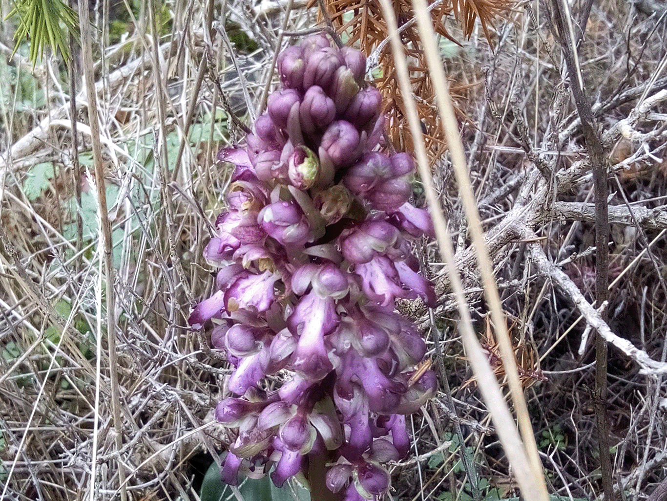 orchidée jardin