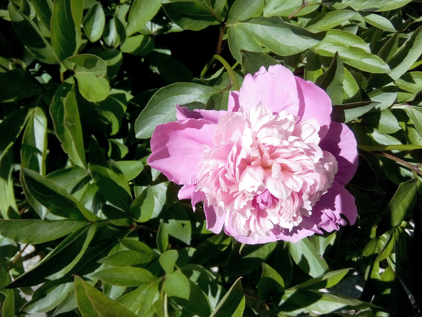 pivoine2